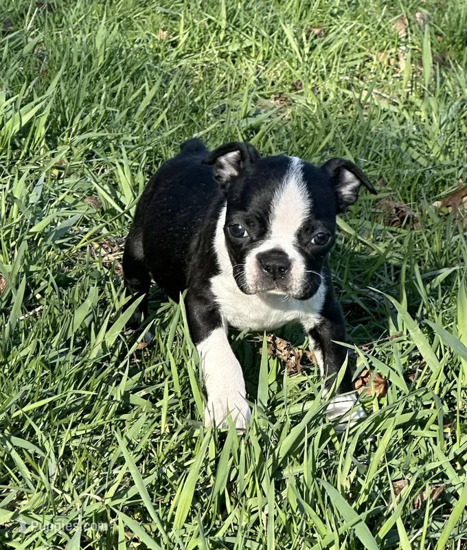 AKC Alex – Boston Terrier puppy for sale in Battle Creek, MI