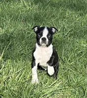 AKC Alex, a male Boston Terrier for sale in Battle Creek, MI – Photo 2 of 3