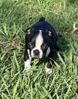 AKC Alex, a male Boston Terrier for sale in Battle Creek, MI – Photo 3 of 3