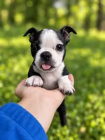 Finn AKC Male, a male Boston Terrier for sale in Battle Creek, MI – 2 of 3