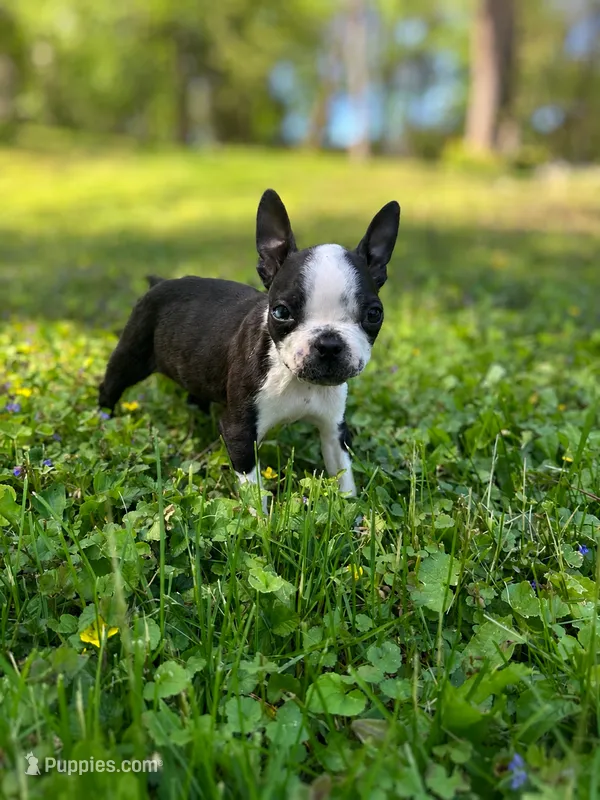AKC Trixie – Boston Terrier puppy for sale in Battle Creek, MI