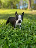 AKC Trixie, a female Boston Terrier for sale in Battle Creek, MI – 1 of 5