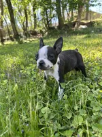 AKC Trixie, a female Boston Terrier for sale in Battle Creek, MI – 5 of 5