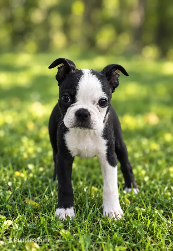 Finn AKC Male – Boston Terrier puppy for sale in Battle Creek, MI