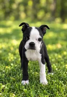 Finn AKC Male, a male Boston Terrier for sale in Battle Creek, MI – 1 of 3