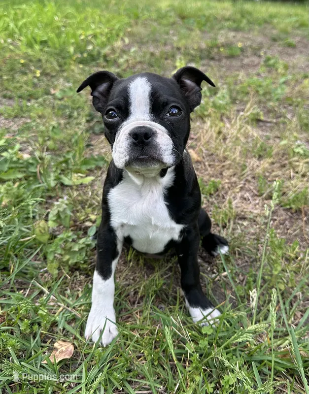 AKC Natalie – Boston Terrier puppy for sale in Battle Creek, MI