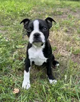 AKC Natalie, a female Boston Terrier for sale in Battle Creek, MI – 1 of 2