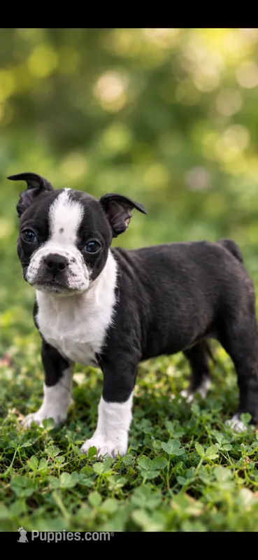 Luna AKC Female – Boston Terrier puppy for sale in Battle Creek, MI