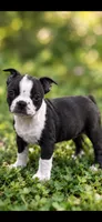 Luna AKC Female, a female Boston Terrier for sale in Battle Creek, MI – 1 of 3