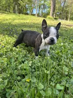 AKC Trixie, a female Boston Terrier for sale in Battle Creek, MI – 2 of 5