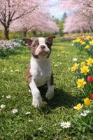 AKC Mickey , a male Boston Terrier for sale in Battle Creek, MI – Photo 4 of 4