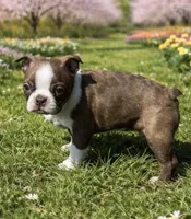 AKC Mickey , a male Boston Terrier for sale in Battle Creek, MI – Photo 3 of 4