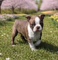 AKC Mickey , a male Boston Terrier for sale in Battle Creek, MI – Photo 2 of 4