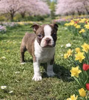 AKC Mickey , a male Boston Terrier for sale in Battle Creek, MI – Photo 1 of 4
