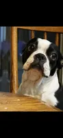 Baby, a female Boston Terrier for sale in Battle Creek, MI – 6 of 6