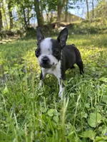 AKC Trixie, a female Boston Terrier for sale in Battle Creek, MI – 3 of 5