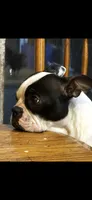 Baby, a female Boston Terrier for sale in Battle Creek, MI – 4 of 6