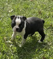 AKC Tibbs, a male Boston Terrier for sale in Battle Creek, MI – Photo 3 of 4
