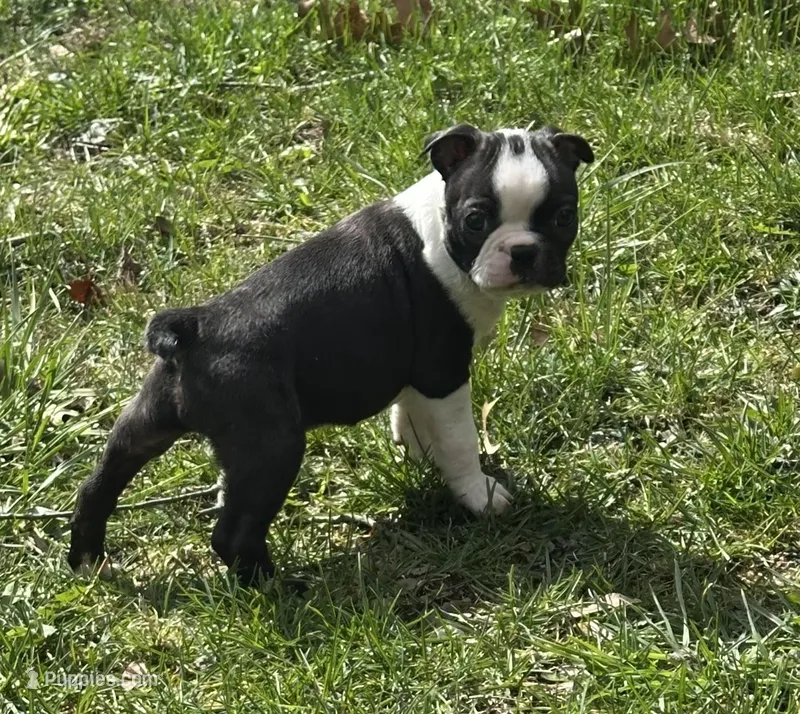 AKC Tibbs – Boston Terrier puppy for sale in Battle Creek, MI