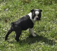 AKC Tibbs, a male Boston Terrier for sale in Battle Creek, MI – Photo 1 of 4
