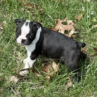 AKC Tibbs, a male Boston Terrier for sale in Battle Creek, MI – Photo 4 of 4