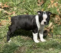 AKC Tibbs, a male Boston Terrier for sale in Battle Creek, MI – Photo 2 of 4
