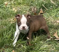 Pete, a male Boston Terrier for sale in Battle Creek, MI – Photo 2 of 3
