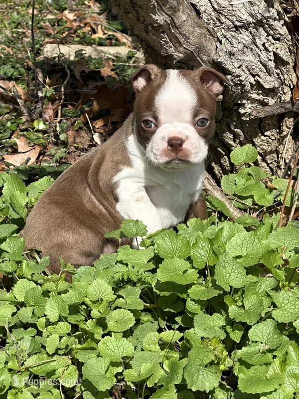 Pete – Boston Terrier puppy on hold in Battle Creek, MI