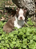 Pete, a male Boston Terrier for sale in Battle Creek, MI – Photo 1 of 3