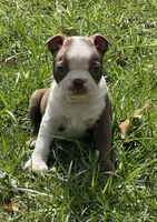Pete, a male Boston Terrier for sale in Battle Creek, MI – Photo 3 of 3