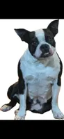 Baby, a female Boston Terrier for sale in Battle Creek, MI – 3 of 6