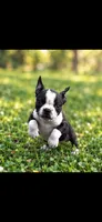 Luna AKC Female, a female Boston Terrier for sale in Battle Creek, MI – 2 of 3