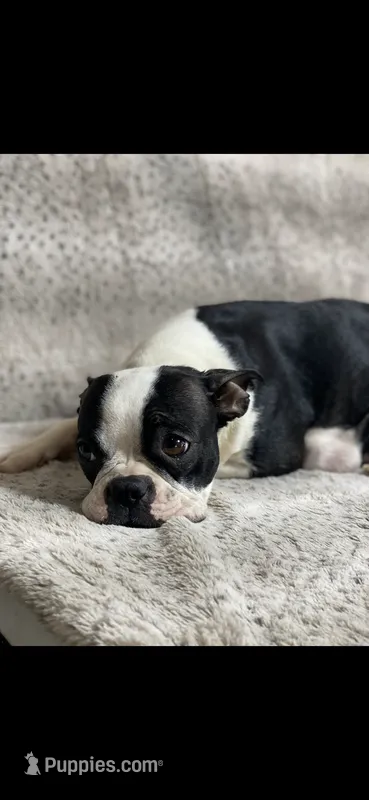 Baby – Boston Terrier puppy for sale in Battle Creek, MI