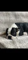 Baby, a female Boston Terrier for sale in Battle Creek, MI – 1 of 6
