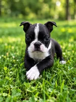 Milo AKC Male, a male Boston Terrier for sale in Battle Creek, MI – 2 of 3