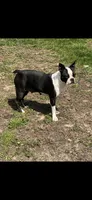 Baby, a female Boston Terrier for sale in Battle Creek, MI – 5 of 6