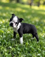 Finn AKC Male, a male Boston Terrier for sale in Battle Creek, MI – 3 of 3