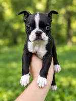 Milo AKC Male, a male Boston Terrier for sale in Battle Creek, MI – 3 of 3