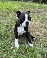 AKC Natalie, a female Boston Terrier for sale in Battle Creek, MI – 2 of 2