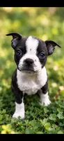 Luna AKC Female, a female Boston Terrier for sale in Battle Creek, MI – 3 of 3