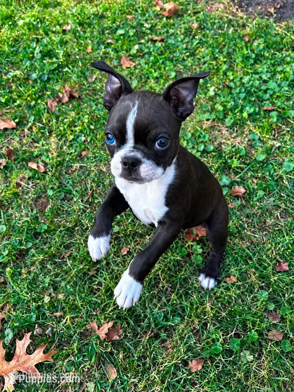 Milo AKC Male – Boston Terrier puppy for sale in Battle Creek, MI