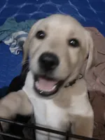 purple collar girl, a female Labrador Retriever for sale in Oviedo, FL – 4 of 9
