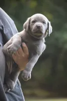 AKC Silver Girl Yellow collar, a female Labrador Retriever for sale in Oviedo, FL – 5 of 10