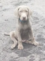 Teal collar Girl, a female Labrador Retriever for sale in Oviedo, FL – 7 of 9