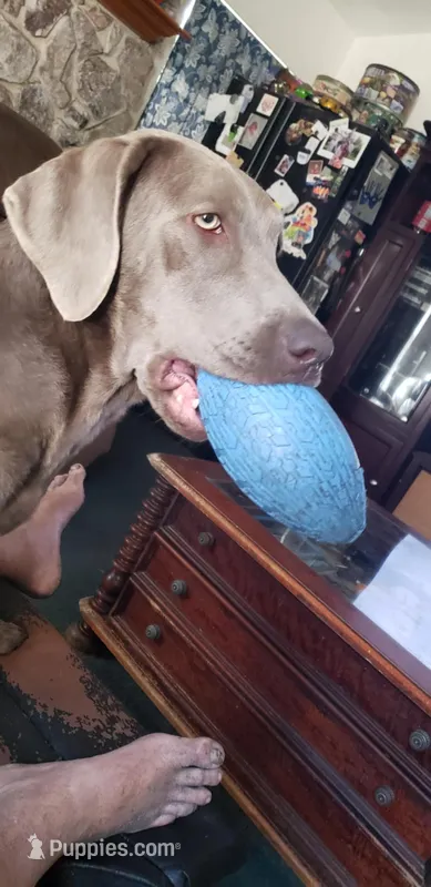 Teal collar Girl – Labrador Retriever puppy for sale in Oviedo, FL