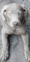 Teal collar Girl, a female Labrador Retriever for sale in Oviedo, FL – 9 of 9