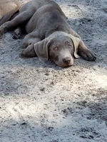 Teal collar Girl, a female Labrador Retriever for sale in Oviedo, FL – 5 of 9