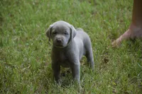 AKC Silver Girl Yellow collar, a female Labrador Retriever for sale in Oviedo, FL – 6 of 10