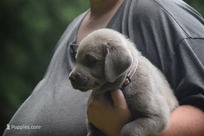 Silver Pink Collar – Labrador Retriever puppy for sale in Oviedo, FL