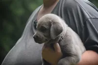 Silver Pink Collar, a female Labrador Retriever for sale in Oviedo, FL – 1 of 9